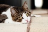 How Do I Know If My Cat Is Lonely? 8 Signs to Look For